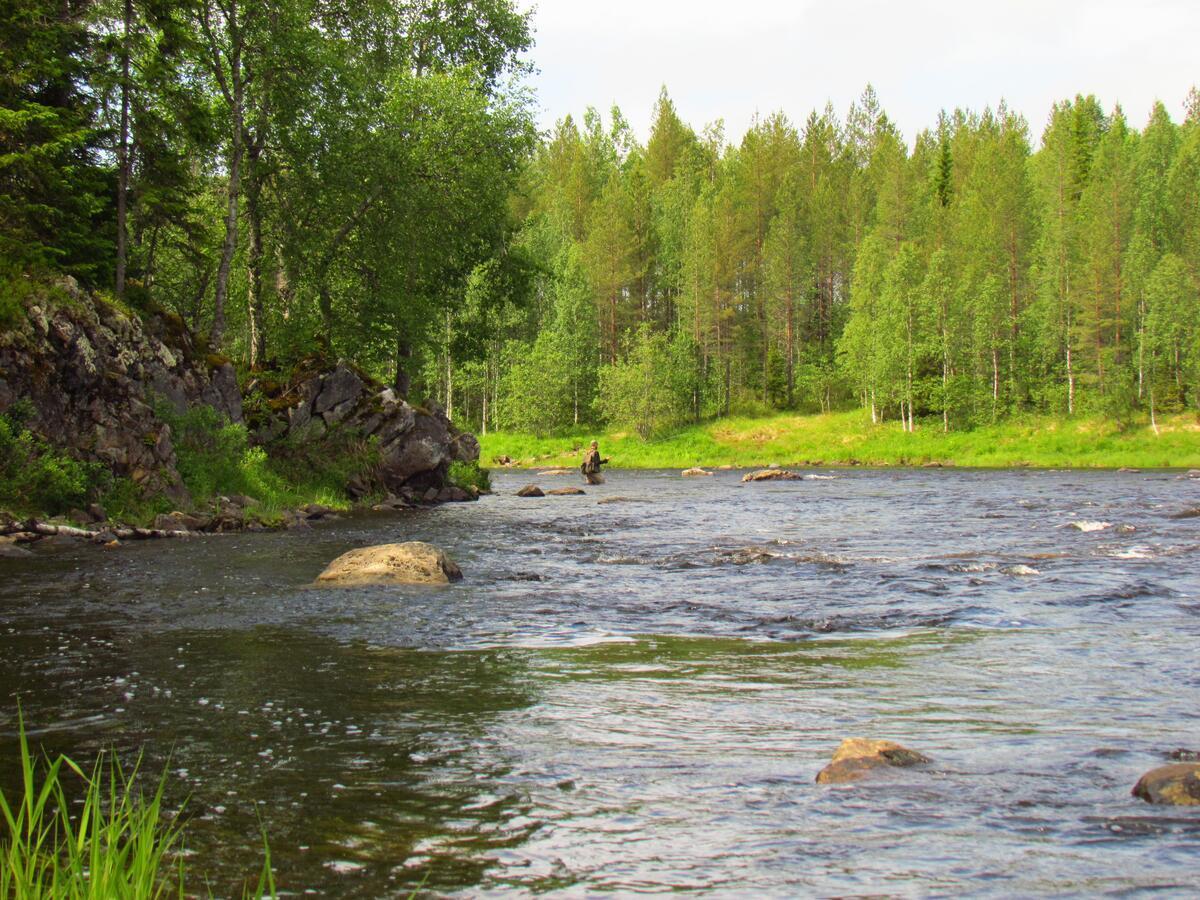 Saija Lodge Jokijärvi Dış mekan fotoğraf